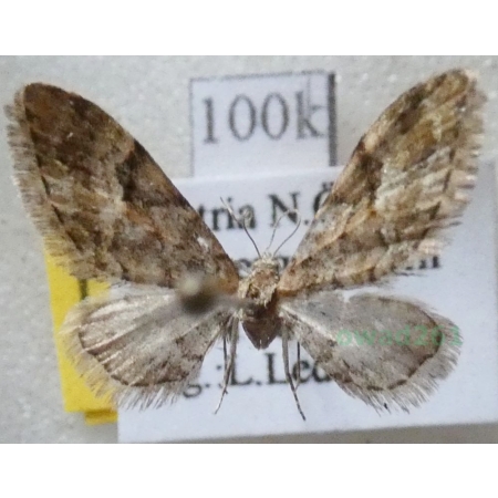 Eupithecia lanceata (Hübner, 1825) Grotnik lancetnik Austria100k